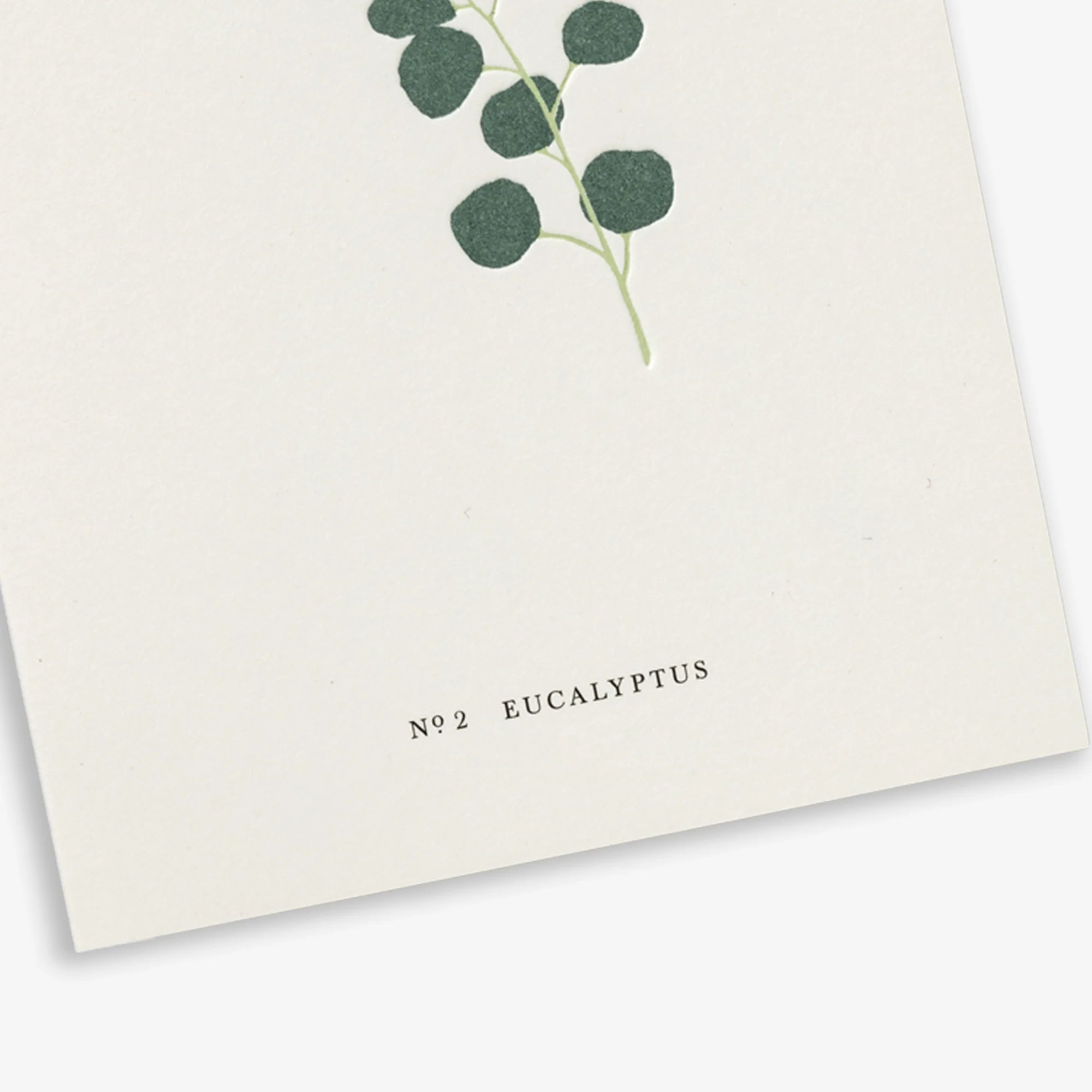 eucalyptus